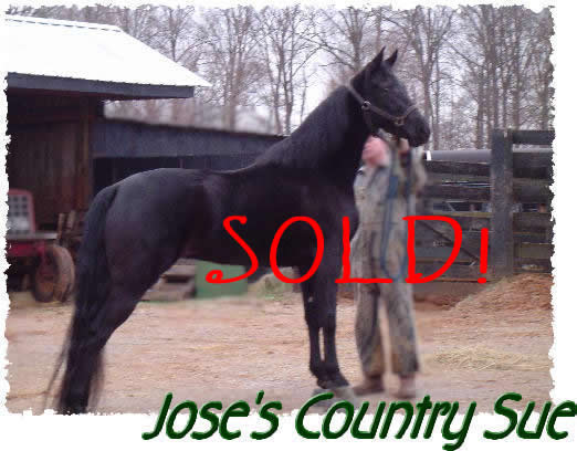 Jose's Country Sue in foal to walking horse stallion